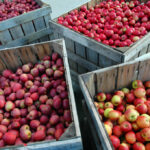 Manzanas chilenas proyectan mejores resultados esta temporada